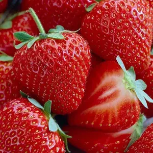 Garden Strawberry Seeds (1000 Seeds) – Compact, Productive Plants for Pots, Containers & Home Growing