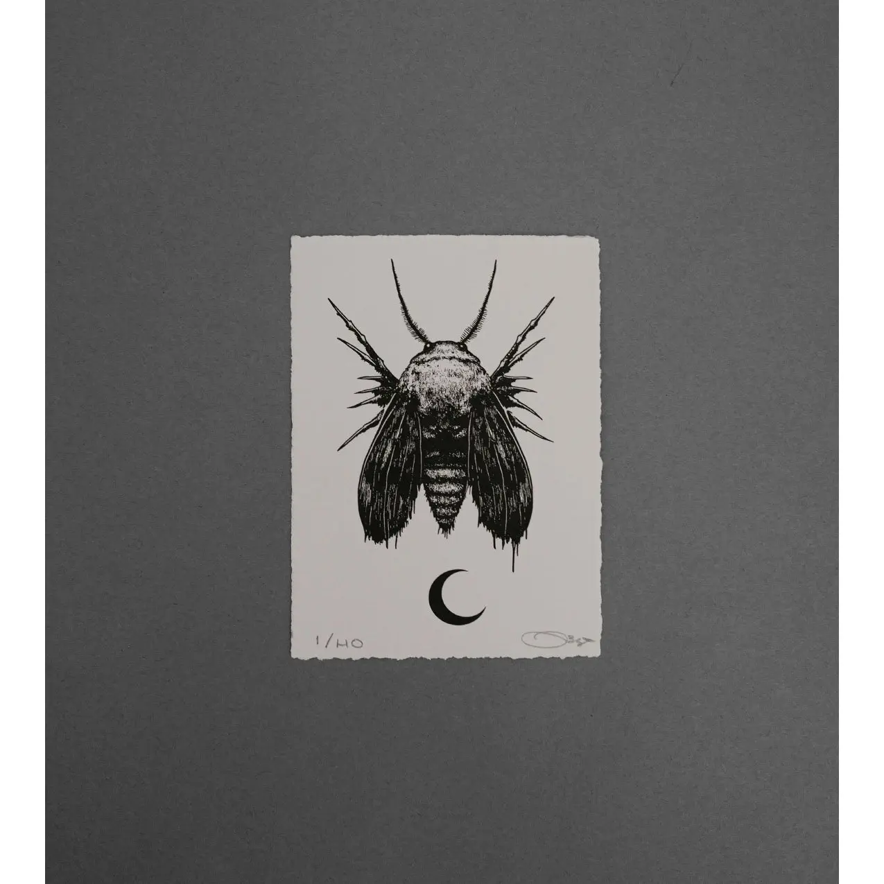 Moth 9  - High-Quality Print