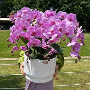 Orchid Plant Seeds 53pcs Perennial Flowers Drought Tolerant Fast Growing Blooms Any Season Perfect for Indoor Outdoor Garden Planting