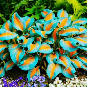 1000 pcs Hosta Seeds – Versatile Perennials for Indoor & Outdoor Planting