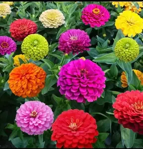 Premium Mixed Zinnia Seeds (200 Count) for Bright Backyard & Flower Beds