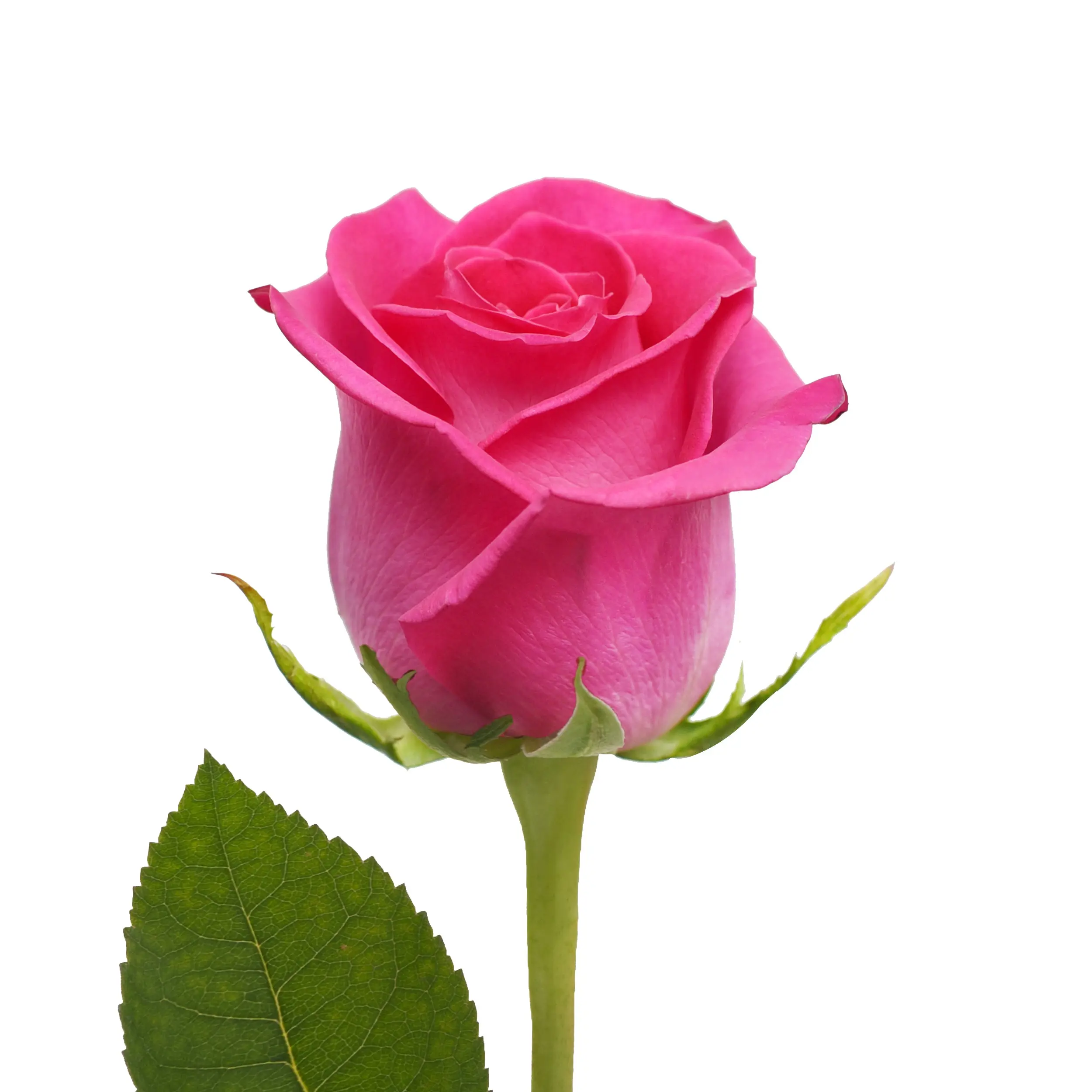 Hot Pink Roses - Express Delivery