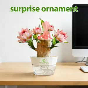 Mature Brazilian Lucky Wood Live Plant - 1 Pack with Nutrient Solution, U.S. Farm Grown, Palo de Brasil, Low-Maintenance Indoor Desktop Ornament for Beginners