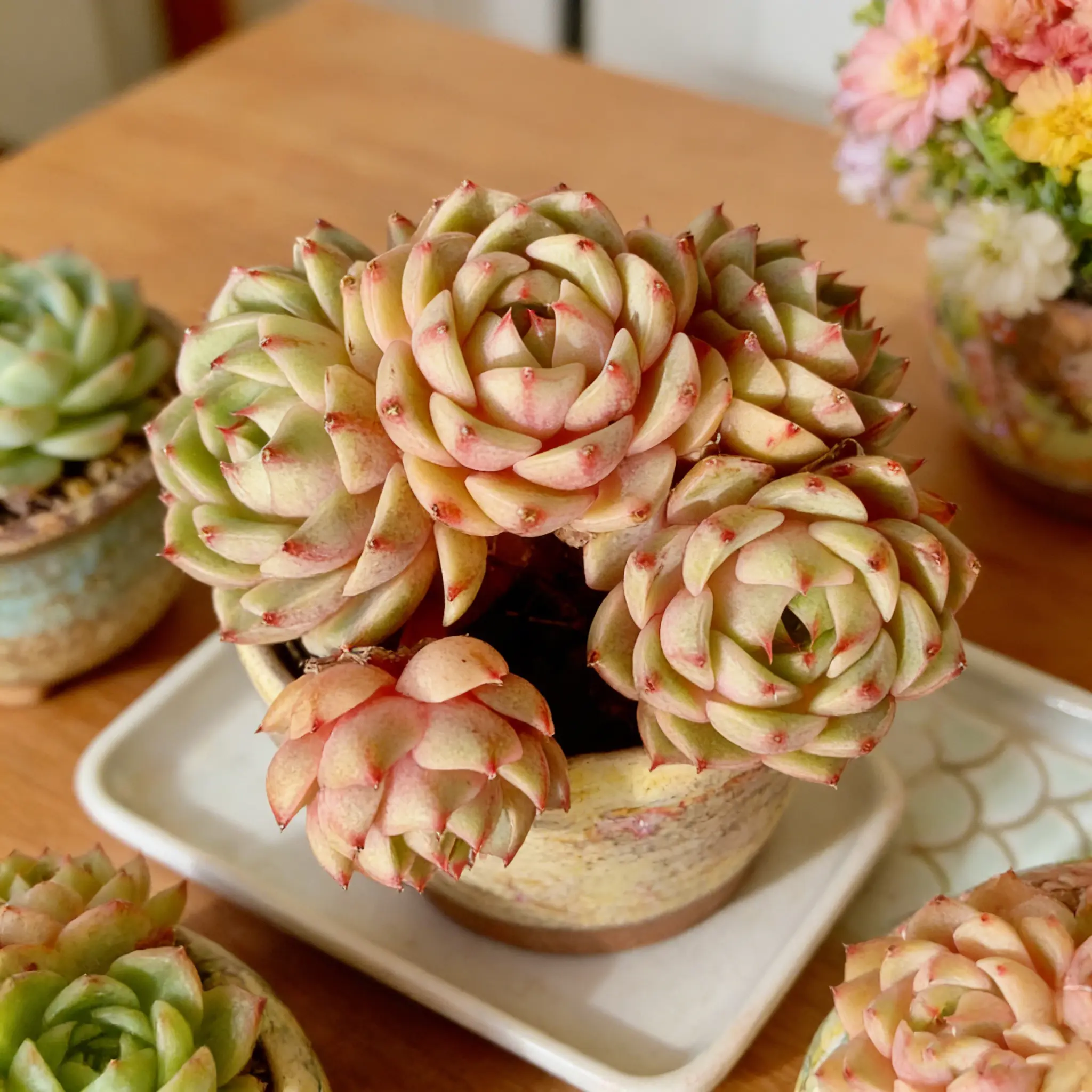 Echeveria ‘Ben Badis’ Multi-Head Succulent That Blooms Like a Flower | Perfect Gift & Home Decor Adjustable Plant Light Bonsai