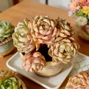 Echeveria ‘Ben Badis’ Multi-Head Succulent That Blooms Like a Flower | Perfect Gift & Home Decor Adjustable Plant Light Bonsai