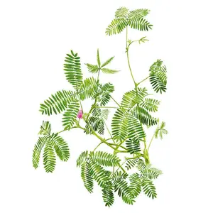 Sensitive Plant
