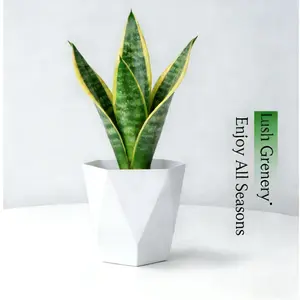 Costa Farms Monstera Deliciosa Plant, Live Foliage with Decorative Planter, Low-Care Air-Purifying Houseplant, Ideal for Home, Living Room & Office Decor, 10-14 Inches Tall