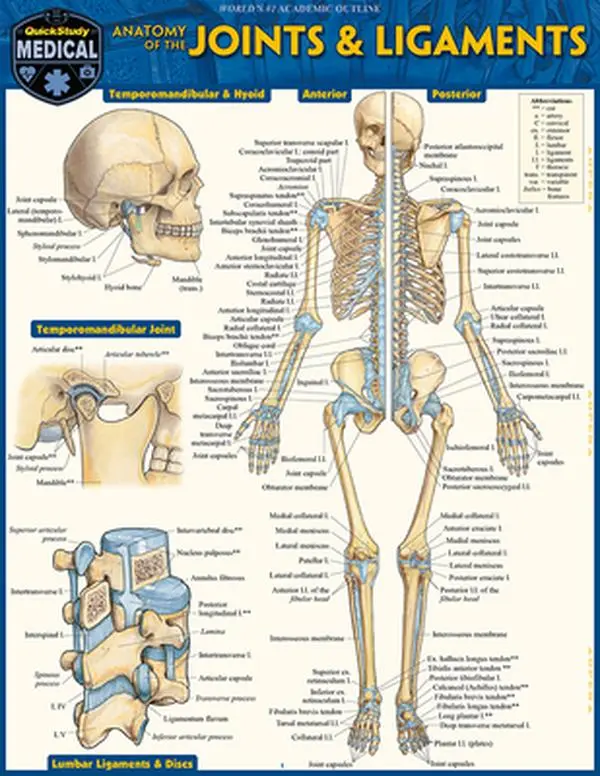 Anatomy of Joints & Ligaments: 6-Page Laminated Quickstudy Reference Guide by Award-Winning Illustrator Vincent Perez, Poster with Detailed Anatomical Illustrations for Students