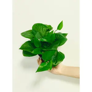Jade Pothos - Epipremnum Aureum 'Jade' - 4" Pot