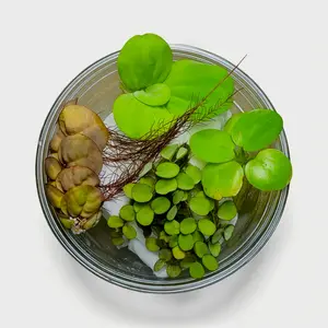 Aquarium Plant Starter Bundle – 4 Floating Plants for Betta & Shrimp