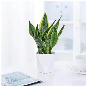 Snake plant – an indoor potted plant with a well-developed root system, easy to care for, comes with a pot, approximately 20-30 cm tall.
