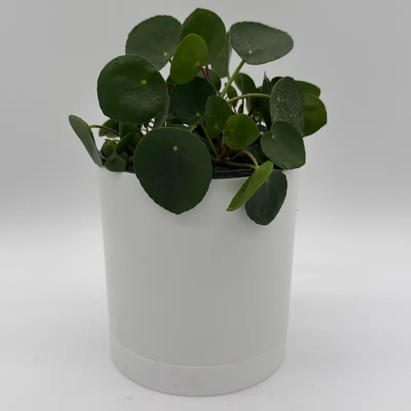 Chinese money tree 6"  |  house  plant | Live Tropical House Plant | Beginner | Unique Leaves | Indoor Home Decoration