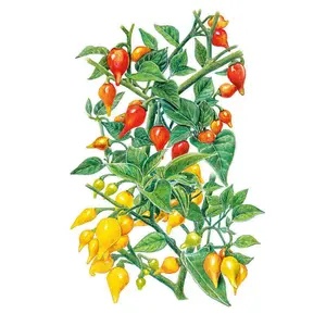 Red and Yellow Blend Biquinho Chile Pepper Seeds Red and Yellow Blend Biquinho Chile Pepper Seeds