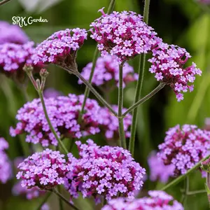 Purpletop Vervain Seeds |200 Seeds