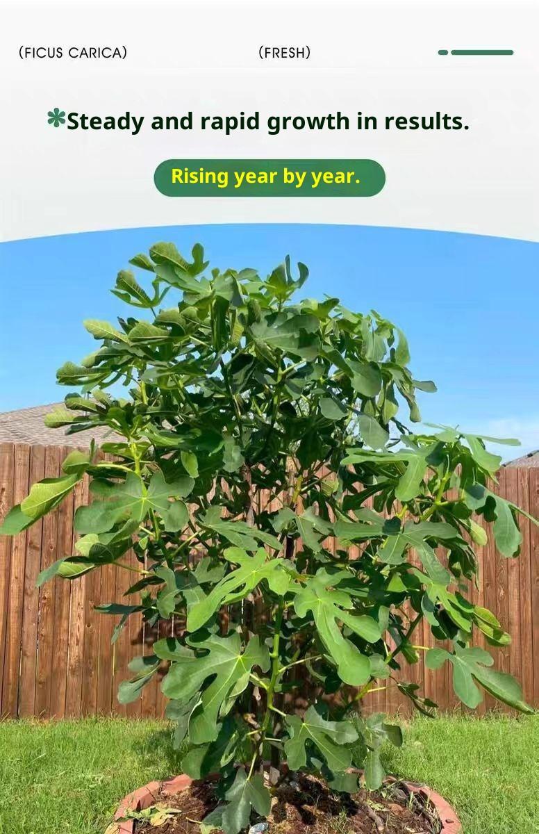 Heirloom Non-GMO Fig Tree Live Plant Seedling – Fast Growing Perennial Fruit Tree for Outdoor Garden, Patio, Container & Yard Planting, Easy to Grow, Ideal for Beginners & Home Orchard