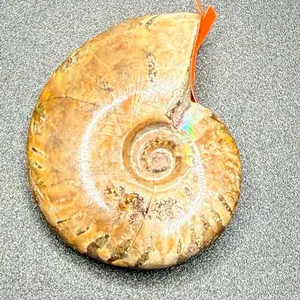 Ammonite fossil
