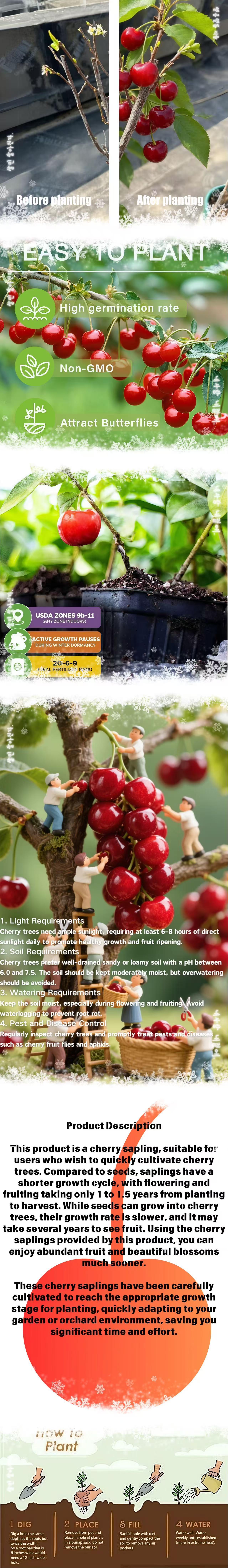 Heirloom Cherry Live Plant Seedlings – Non-GMO Fruit Tree Starter for Home Orchard Planting, Garden Beds & Containers, Healthy Root System, Beginner Friendly