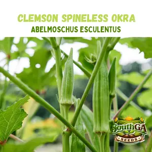 Clemson Spineless Okra Seeds (Abelmoschus esculentus)