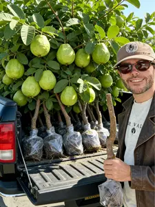 Heirloom Non-GMO Guava Tree Sapling | Live Fruit Plant for Potted, Greenhouse & Outdoor Gardens | Easy to Grow, Fast Fruiting, Ideal for Home Gardeners & Fruit Tree Enthusiasts