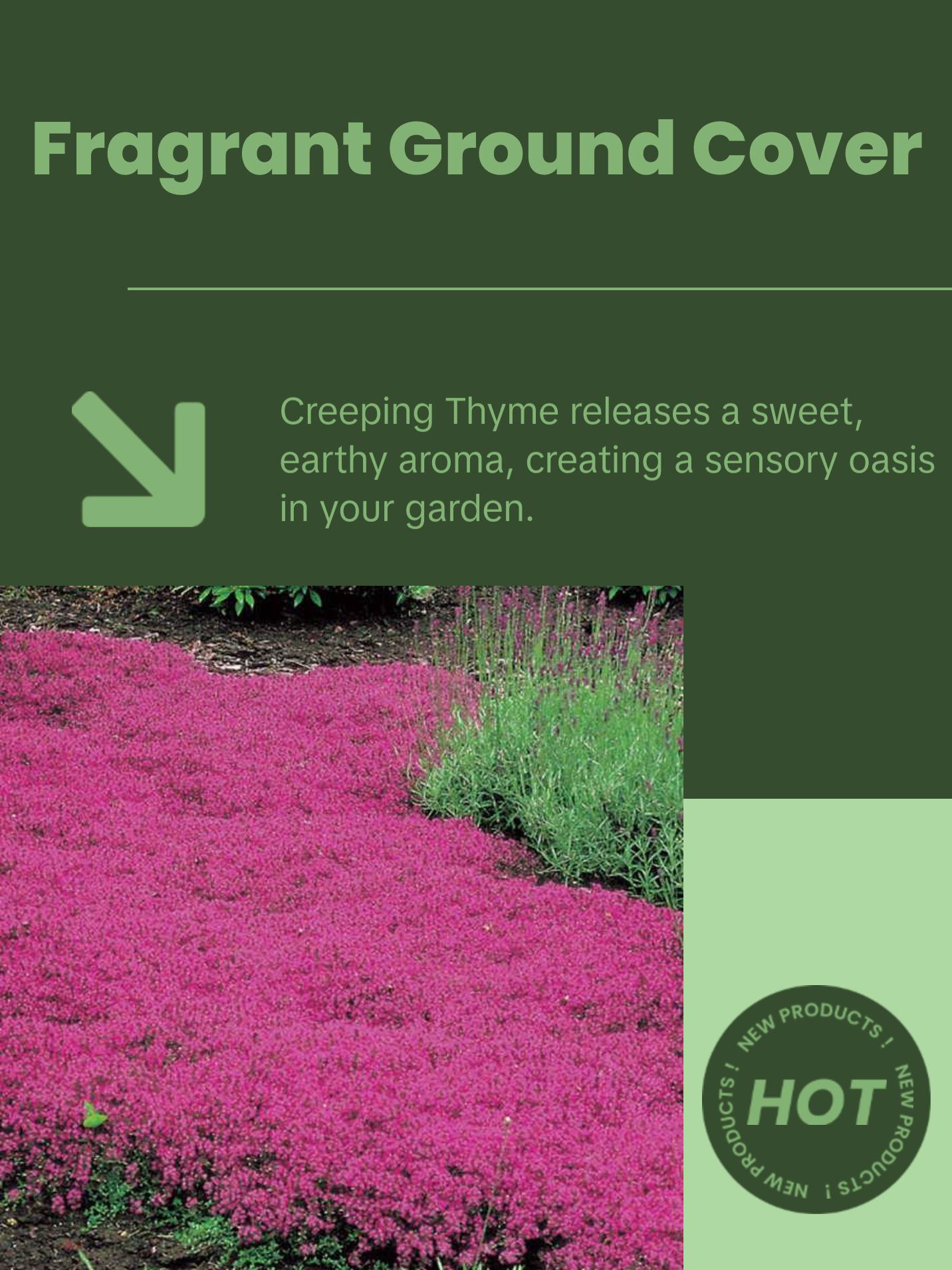 Organic Creeping Thyme Seeds (Thymus serpyllum) – 250+ Seeds for Herb Gardens, Ground Cover, and Pollinator Gardens