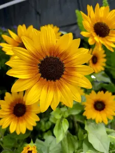 Sunflower seeds - 50 seeds/pack - produce huge flowers on 8-12 ft long stems, creating beautiful giant sunflowers.