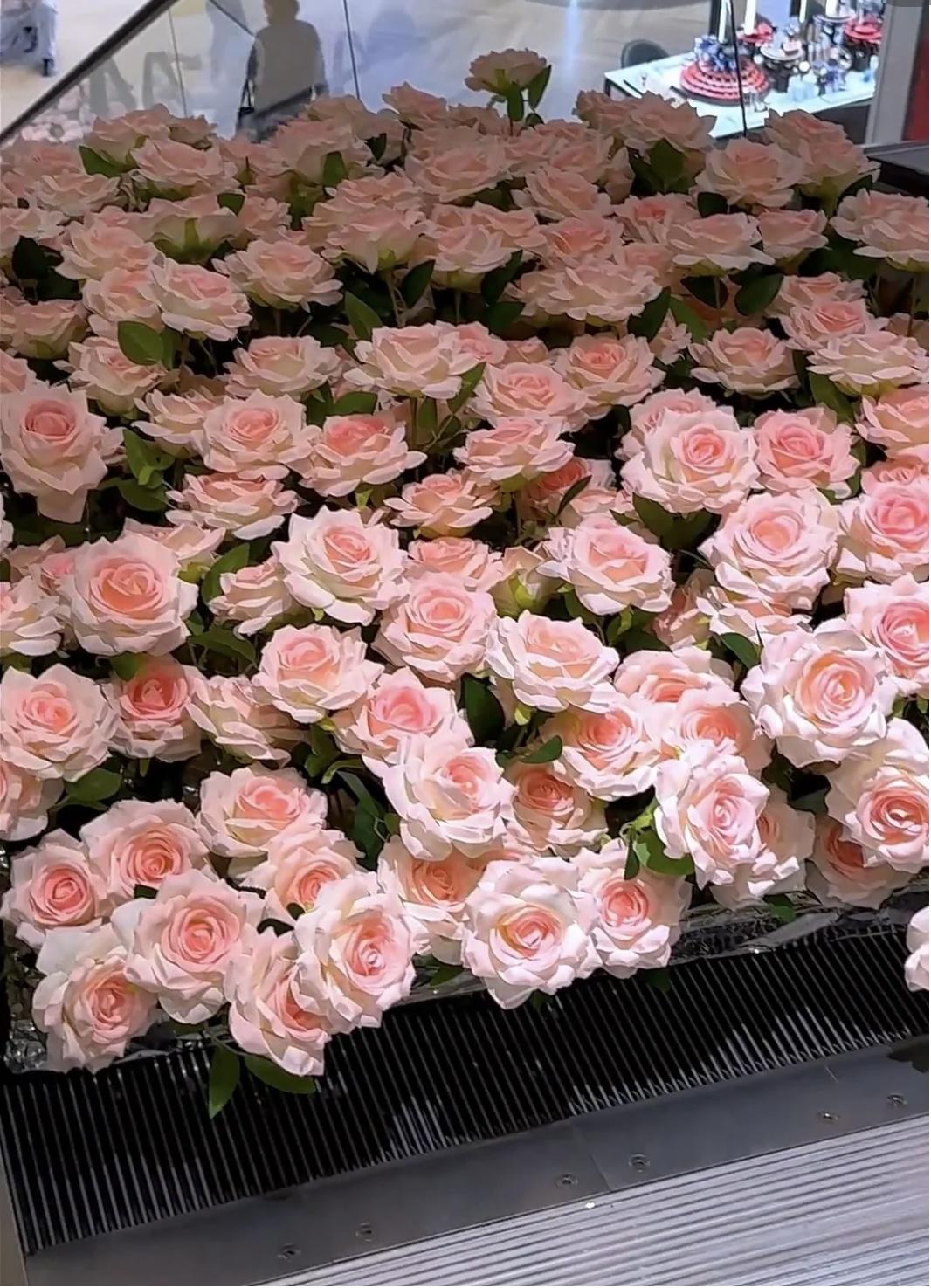 3600 Seeds of Rose Carnation Cosmos Lavender Sunflower Bonus Climbing Rose Gift Her a Garden of LoveValentine's Day & Mother's Day LoveSeed