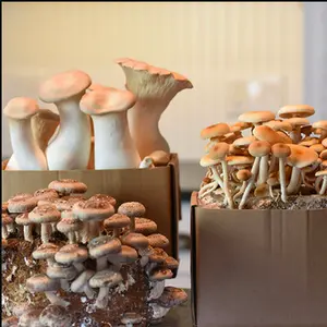 Eclectic Chef™ Mushroom Growing Kit Set - Includes Shiitake Pioppini & King Trumpet Kits for Table Top Farming - Ready-to-Fruit Kits with Instructions & Recipes