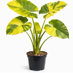 Alocasia Gageana Aurea – Rare Variegated Tissue Culture Plantlet | Golden Elephant Ear Starter