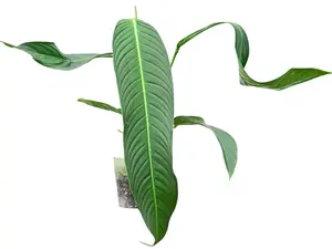 Philodendron heterocraspedon