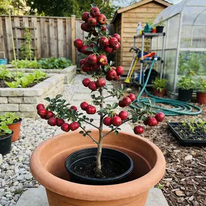 Heirloom Non-GMO hawthorn Sapling Authentic Grafted Variety for Heavy Fruit Yield in Pots or Backyards Blooms Spring Summer