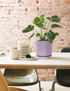 Monstera Deliciosa