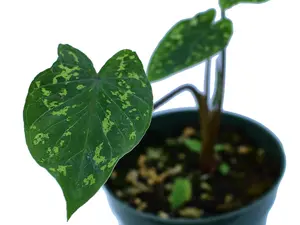 Alocasia 'Hilo Beauty' - seedling