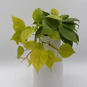 Philodendron Lemon Lime 4" pot - Bright Chartreuse Foliage for Indoor Decor - Low Maintenance & Adaptable - Perfect for Beginners & Experienced Growers - Decorative