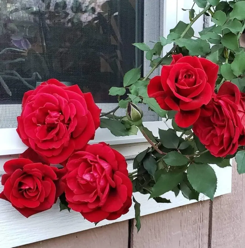 Red Don Juan Rose Plants Climbing, Roses Bushes Plant Live Tree, Fragrant and Well-Rooted, Starter 4 to 7 Inc Tall, Vining Roses for Planting Outdoor, Colorful Blooms