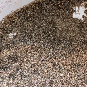 Ancient River Paydirt 2lb Real Black Sand Concentrates Ready to Pan for Beginners Perfect Practice Gold Panning