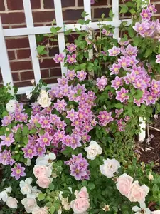 200 Clematis Flower Seeds for Planting – Garden Clematis Vine Seeds for Backyard Trellises, Fence Lines, Patio Containers and Outdoor Garden Landscaping – Seeds Only, Not Live Plants