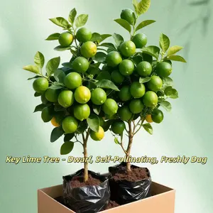 Fragrant Key Lime Starter Plant, Home Garden Ready – Fast-Growing, Easy Care, Great for Patios & Balconies – Live Tree, Homegrown Harvest for Drinks & Cooking
