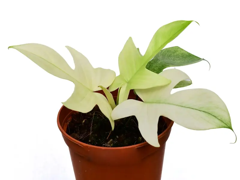 philodendron white princess kaufen PHILODENDRON WHITE PRINCESS online kaufen bei potflourri