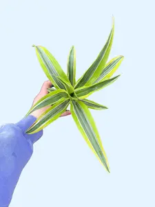 4" Dracaena Warneckii Lemon Lime - Air Purifying Plant - Easy Care Houseplant