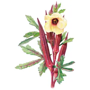 Red Burgundy Okra Seeds Red Burgundy Okra Seeds