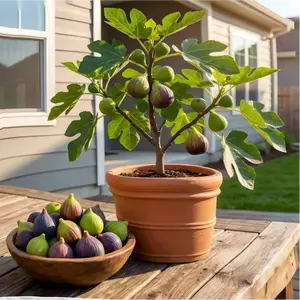 Non-GMO Fig Tree Live Plant – Dwarf Hardy Fig Sapling for Container Gardening, Patio Planters & Home Orchard, Compact Potted Fruit Tree Bonsai Style