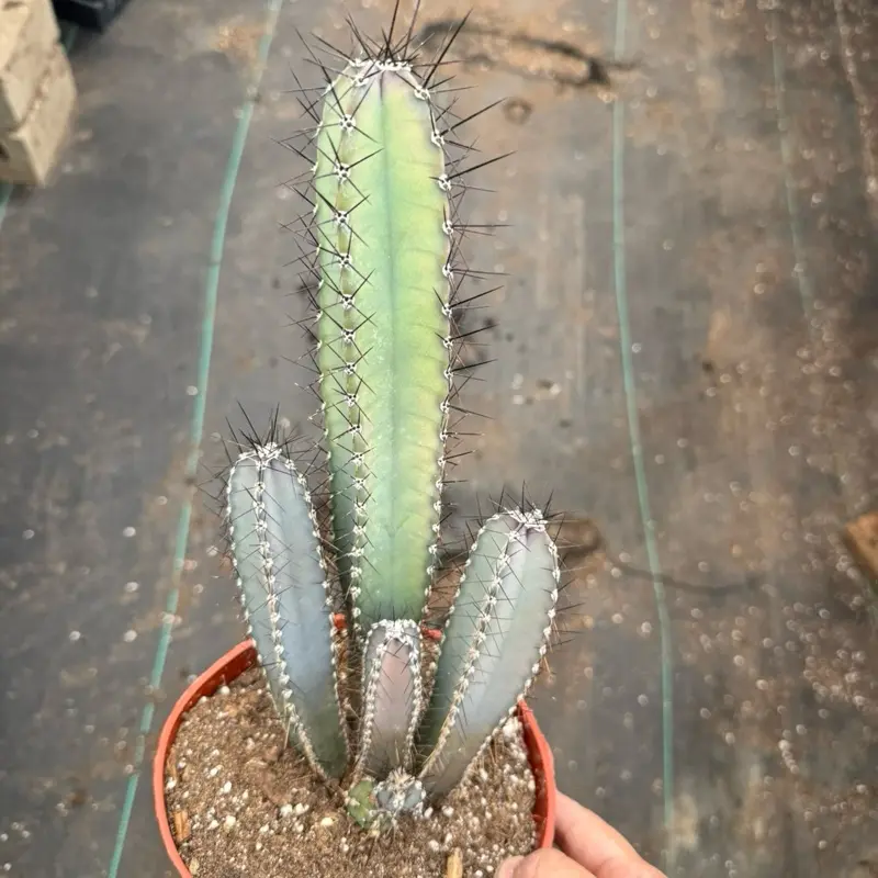 Huntington's Organ Pipe (Cereus huntingtonianus) 6 inch pot Plant Cactus