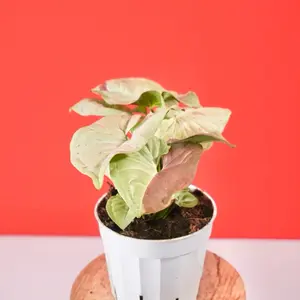 Syngonium “Confetti” - 4” Pot