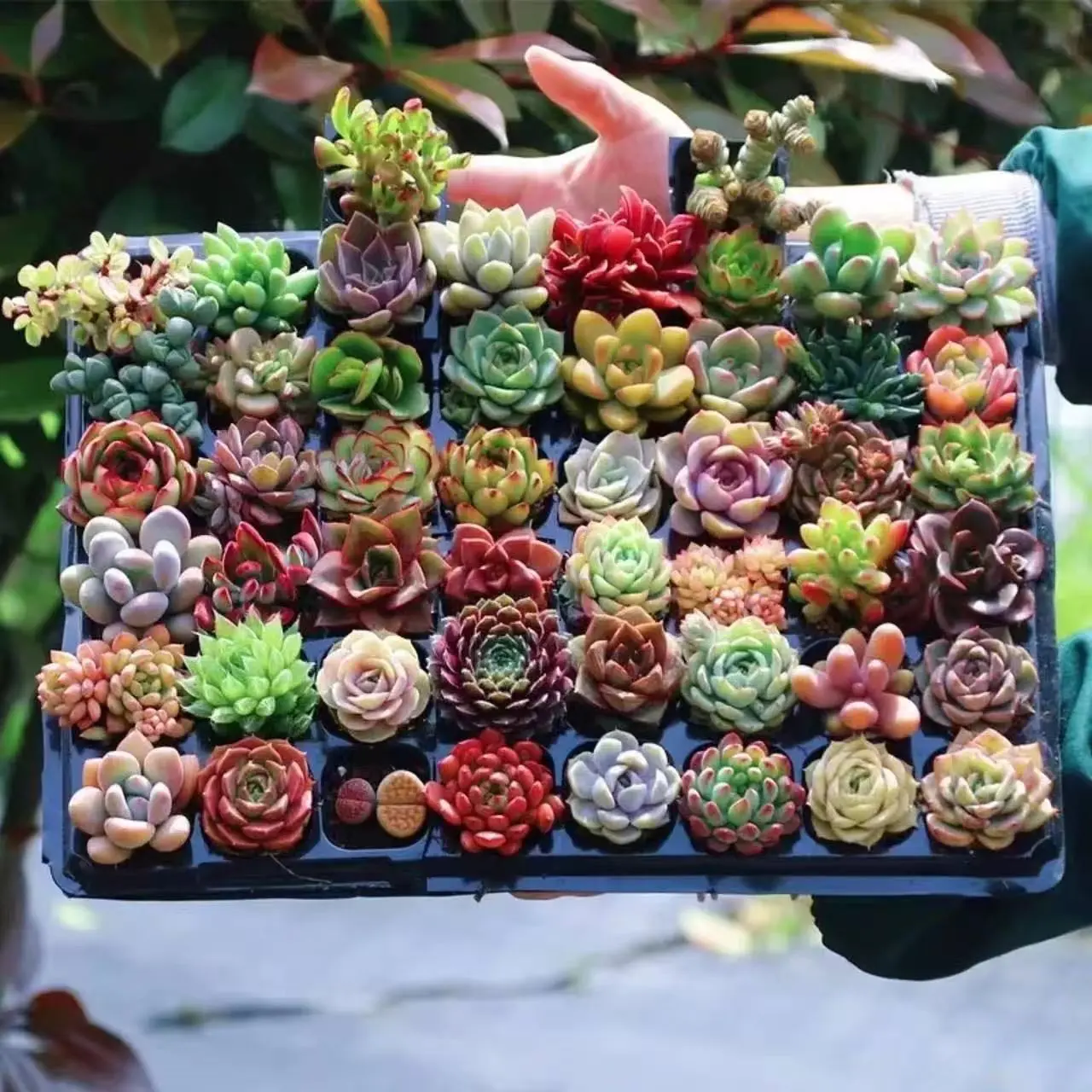 Must-Have 12 Pack Succulent Set  0.5–1.5” Random Assorted Succulents, Easy Care, Bare Root Live Plants, Aesthetic Decor, Perfect Gift