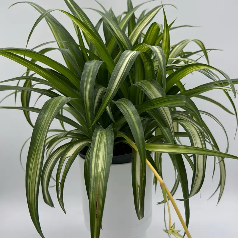 large zz plants ZZ Plant - Large (2-3' tall) Cement Grey Planter main image 0