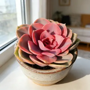 Rainbow Variegated Echeveria | Live Succulent | Easy to Grow | Bare Root Plant | Perfect Gift & Home Decor