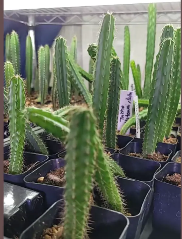 Tricho Cactus, Various Cultivars, Picked out live, in 2" pot