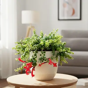 Curly Lipstick Plant