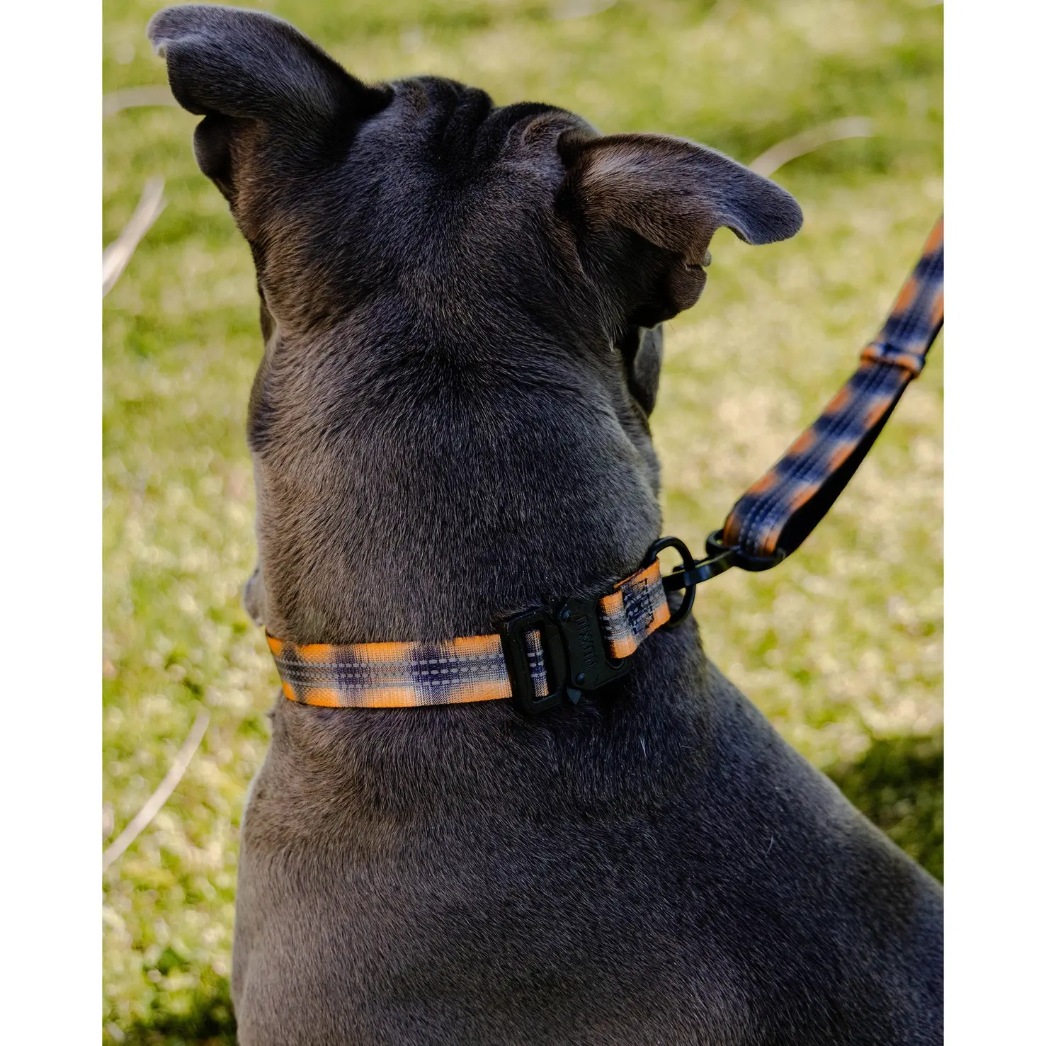Polyester Dog Collar - My Brother's Keeper