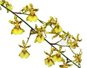 Oncidium baueri